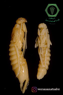 Sirex noctilio pupa، شفیره زنبور چوبخوار